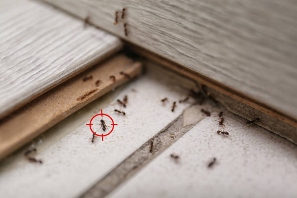 Best Mosquito Control Services  in Lago Vista, TX