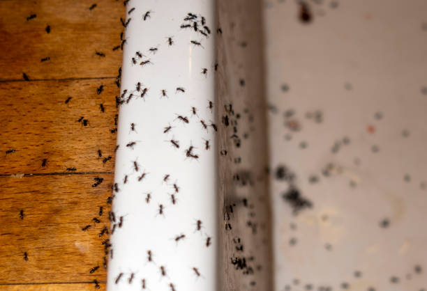Best Best Pest Control Companies  in Lago Vista, TX