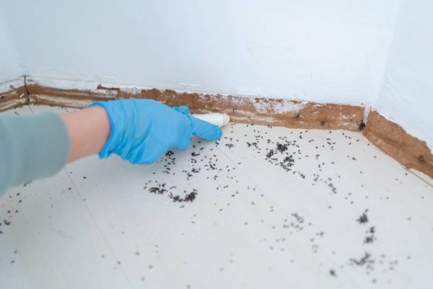 Best Flea Control Services  in Lago Vista, TX